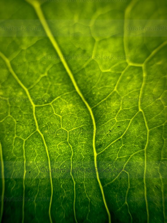 Macro Naturaleza