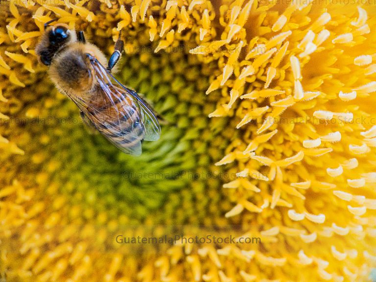 Macro fotografia
