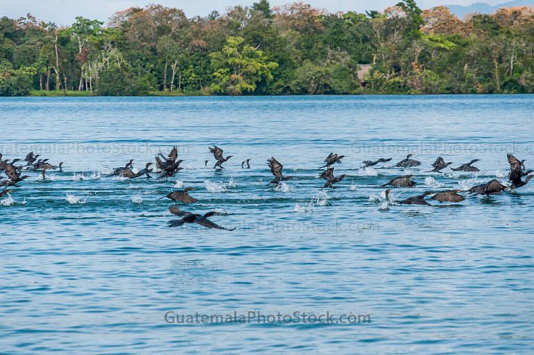 Patos salvajes en Río Dulce