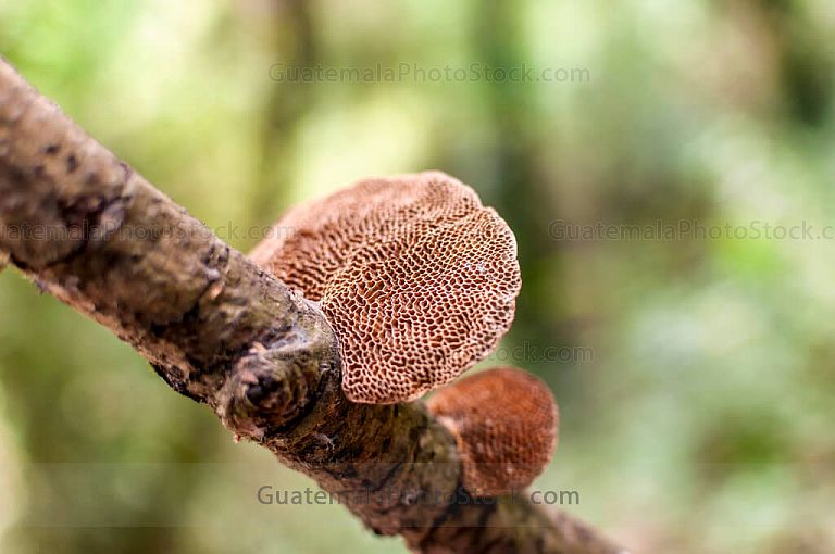 Hongos del Bosque Nuboso