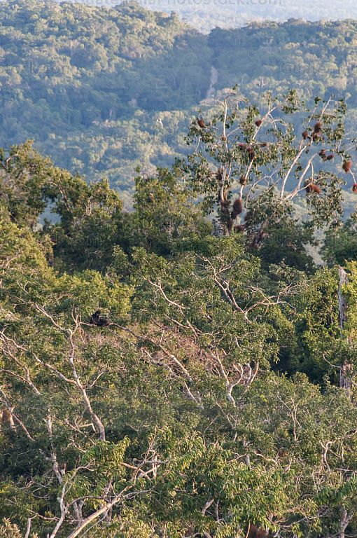 Bosque tropical que rodea Yaxhá