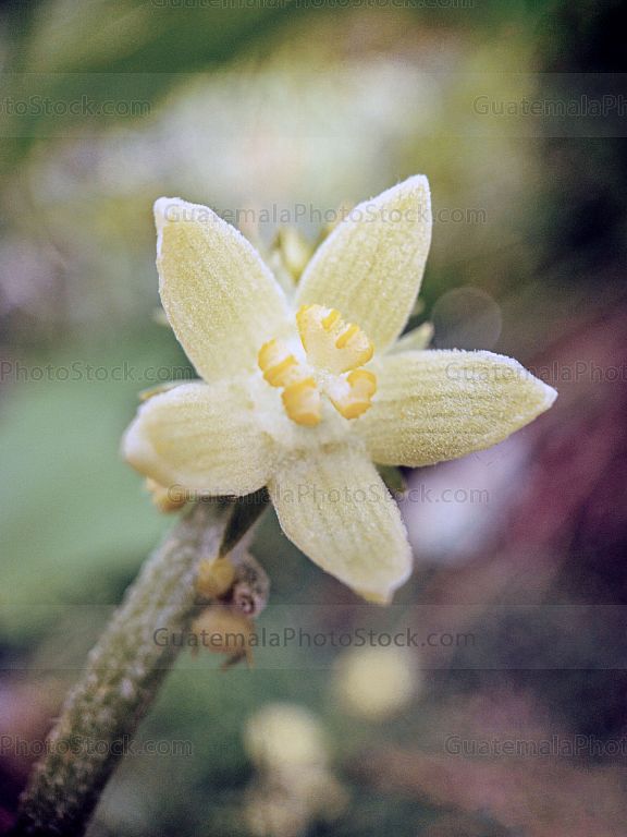 Macro naturaleza