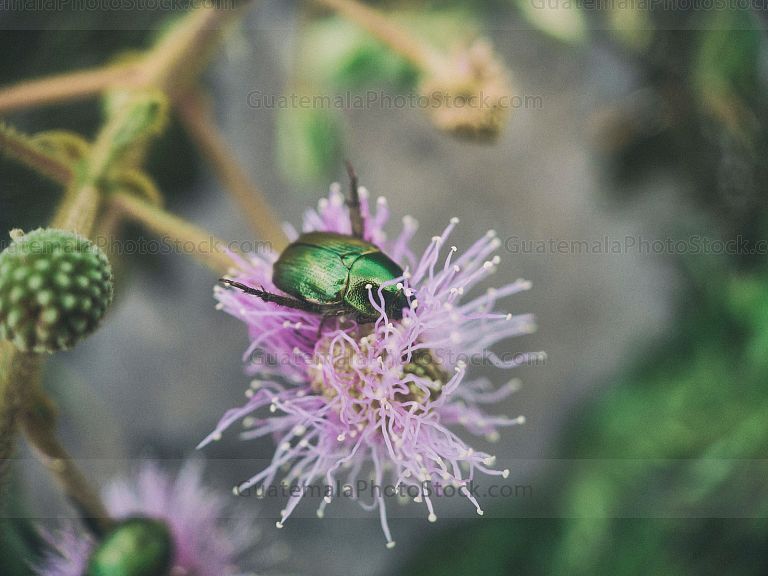 Micro naturaleza