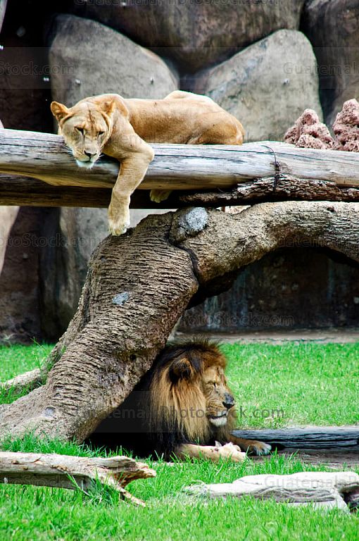 Leona y león Leono