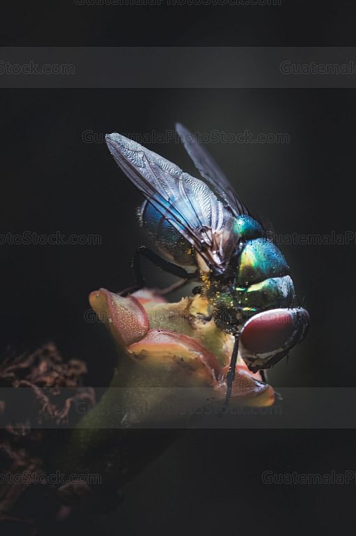 Mosca