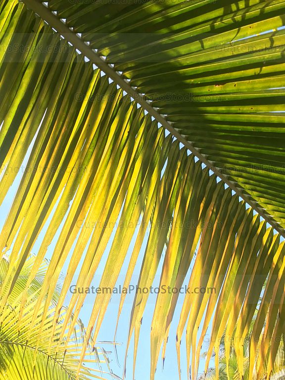 Palmeras