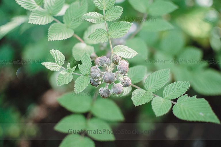 Moras silvestres en Green Rush