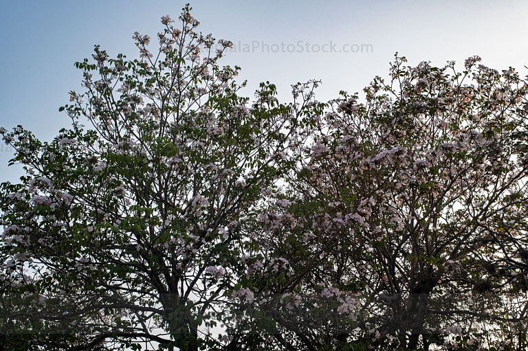 Arboles de la Plaza Central, Ciudad de Guatemala