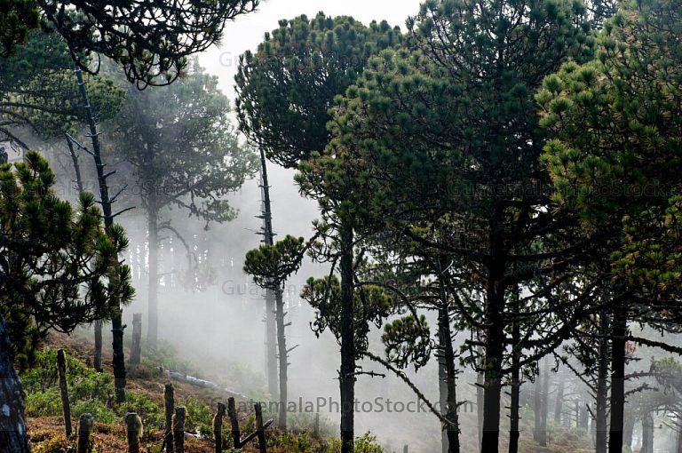 Bosque de coníferas