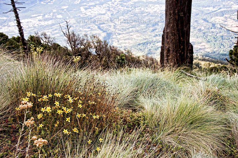 Vegetación de altura, Volcán de Agua