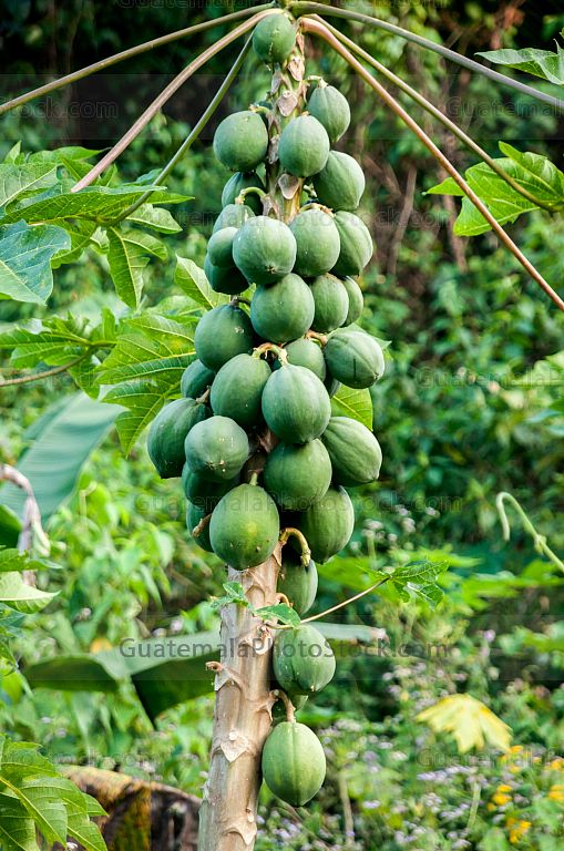 Árbol de Papaya