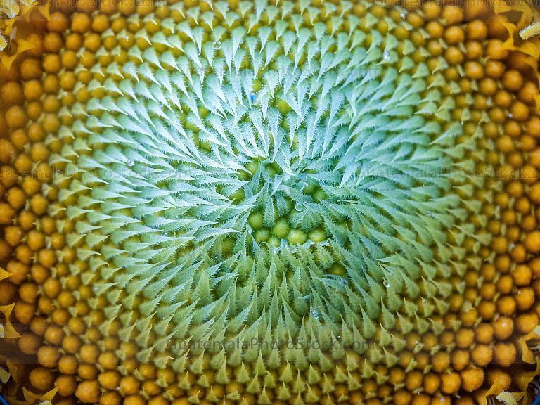Macro fotografia
