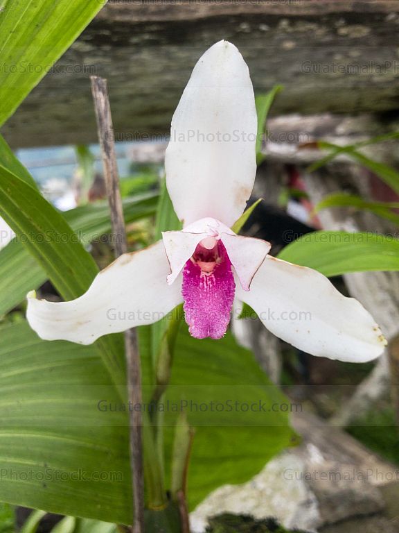 Orquidea