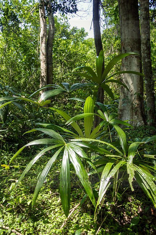 Jungla en el Complejo de cuevas de la Cobanerita