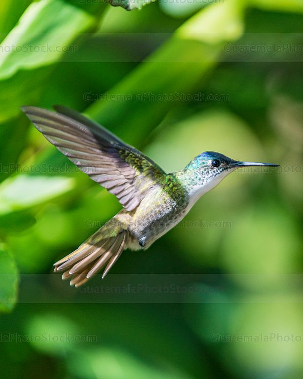Colibrí
