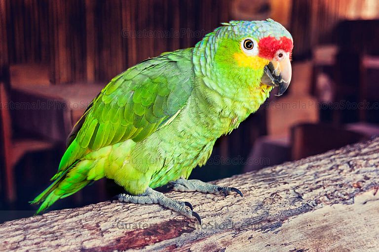 Loro