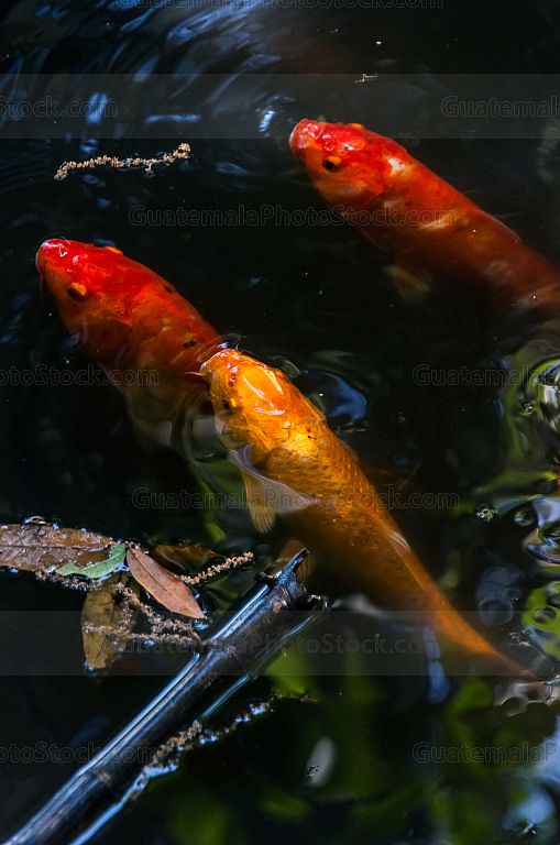 Peces de colores