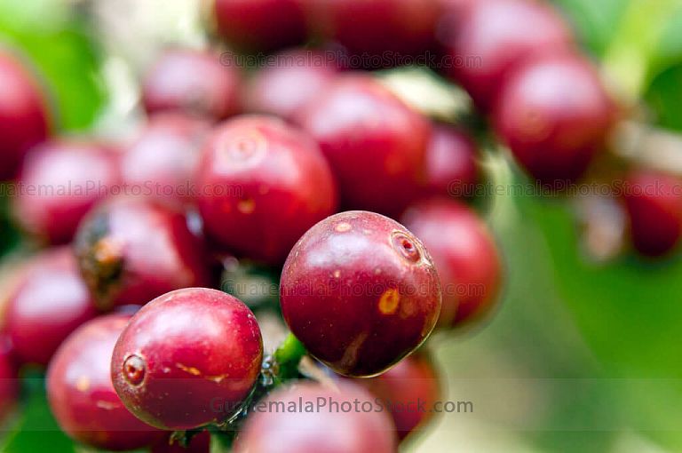 Cereza de cafe en cafeto