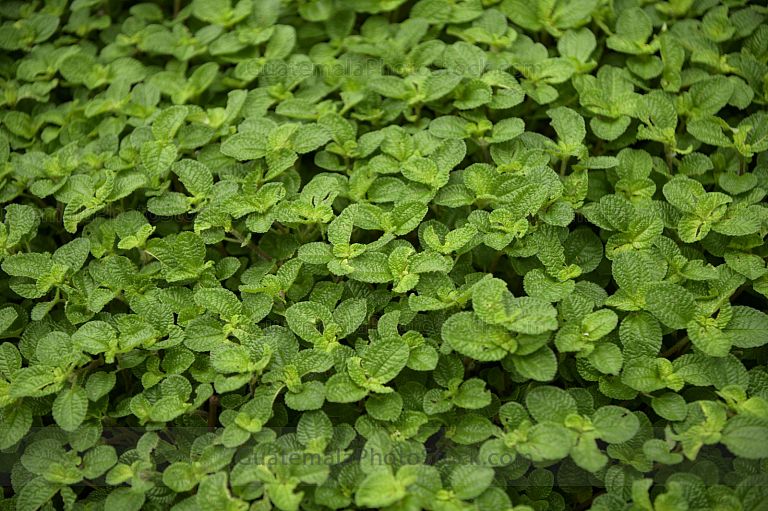 Menta (Mentha)