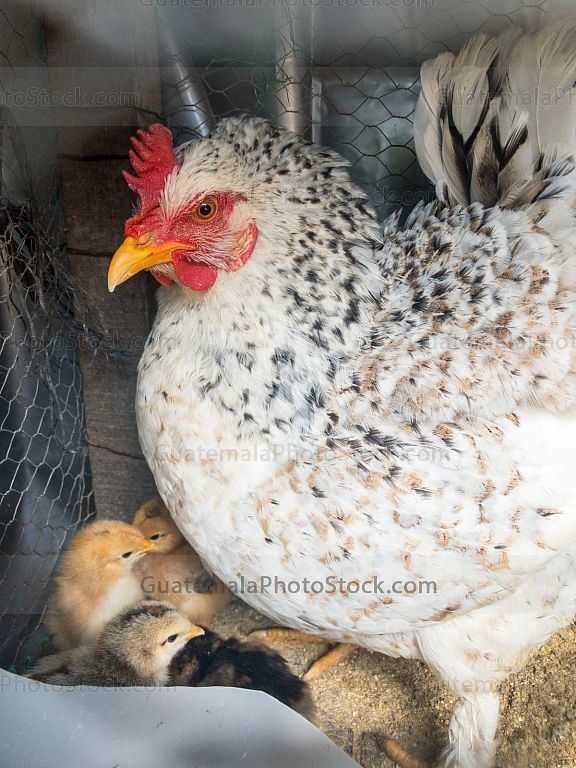 Gallina de patio