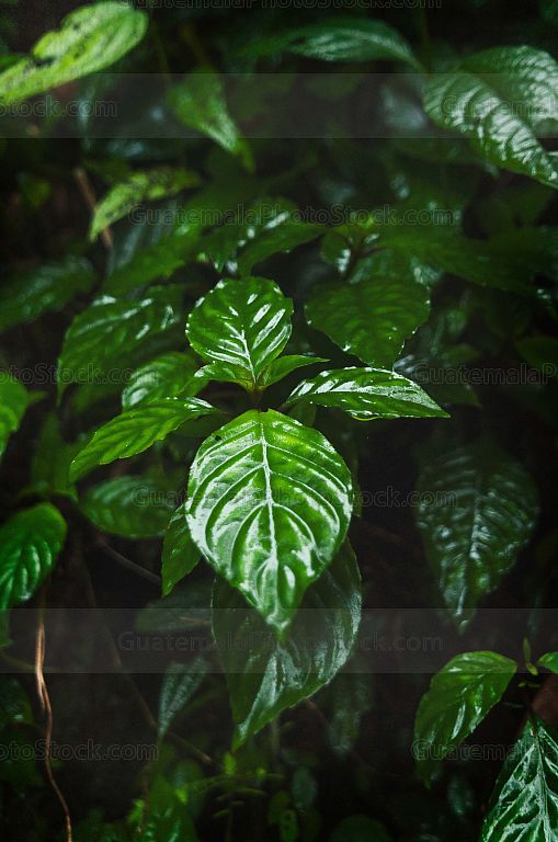 Flora del bosque nuboso tropical