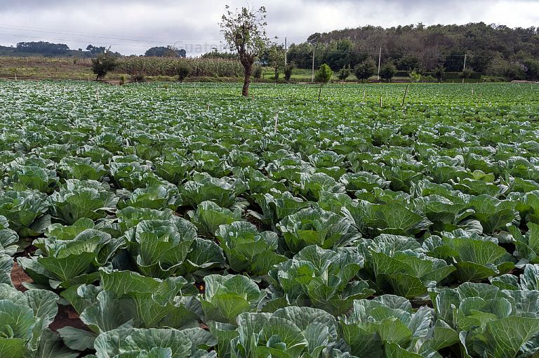 Coliflores en campo agricola