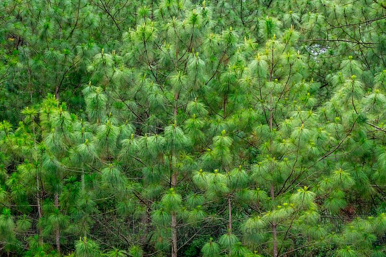 Bosque de pinos