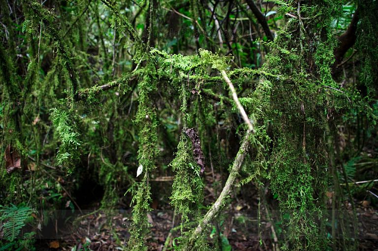 Bosque Nuboso Tropical