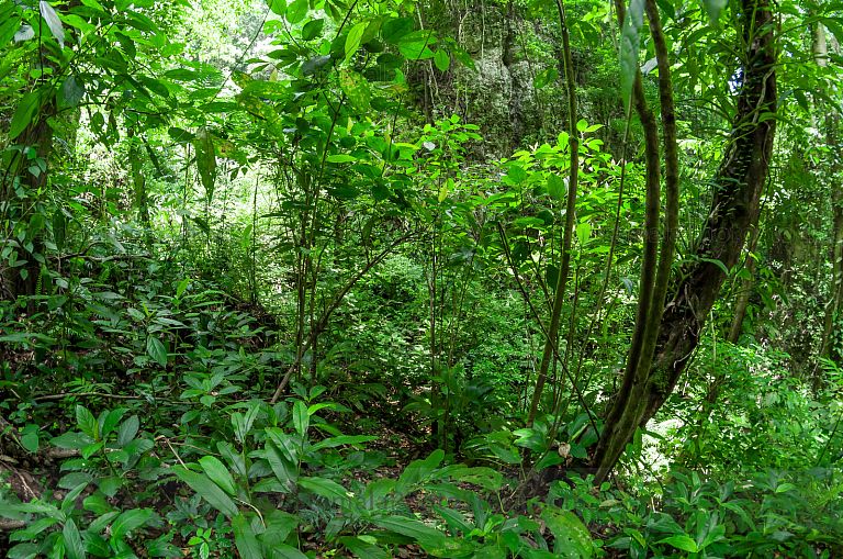 Bosque de Selva Tropical