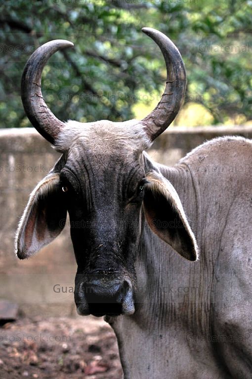 Toro