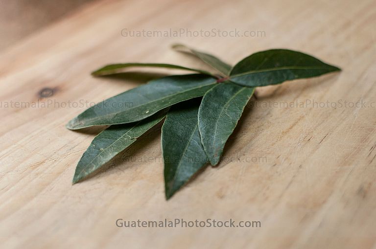 Hoja de Laurel