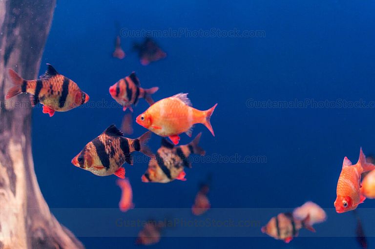 Peces de arrecife