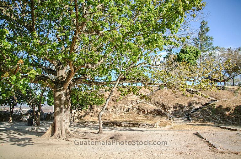 Ceiba en Mixco Viejo