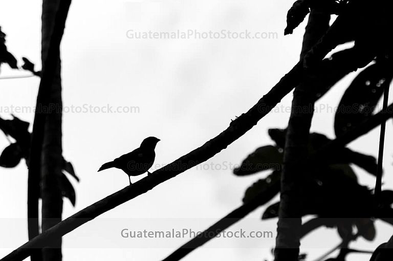 Silueta de pájaro