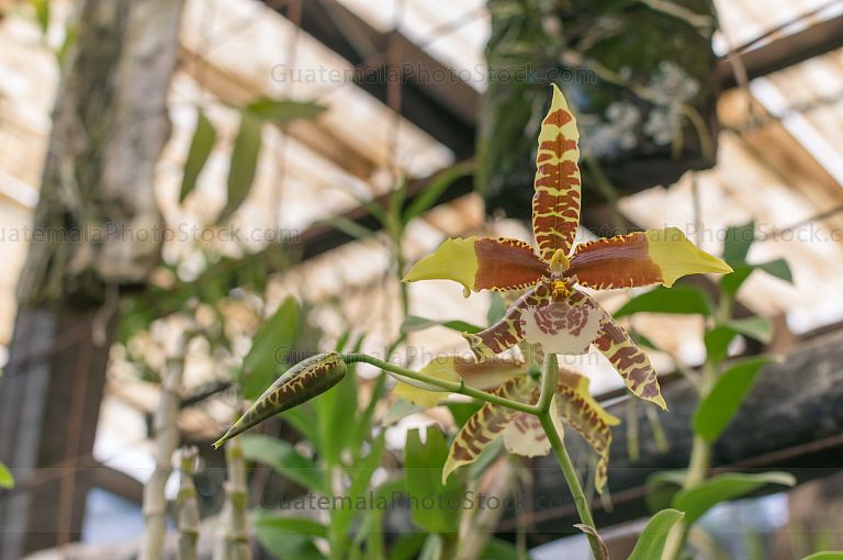 Orquídea