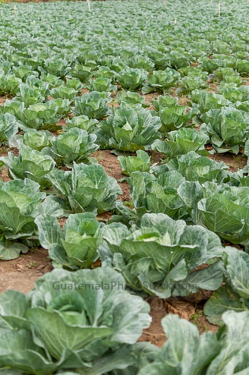 Coliflor en campo agricola