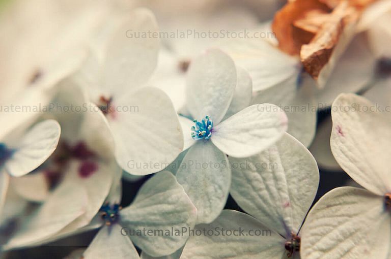 Hortensias