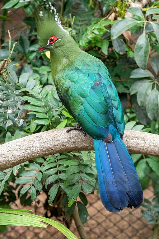 Turaco esmeralda con penacho en la selva tropical