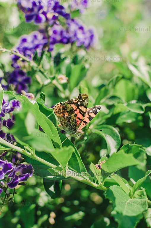 Mariposa
