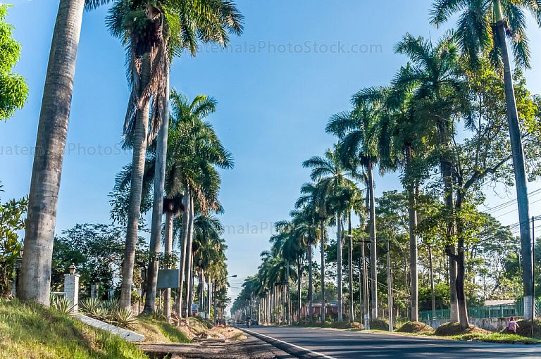Calzada de las Palmas