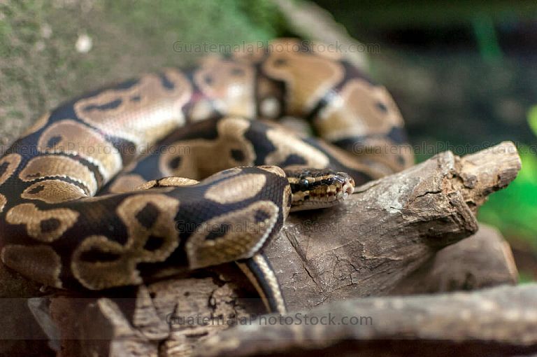 Serpiente