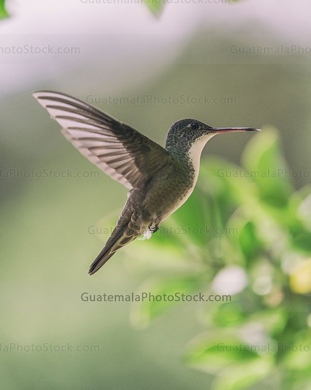 Colibrí
