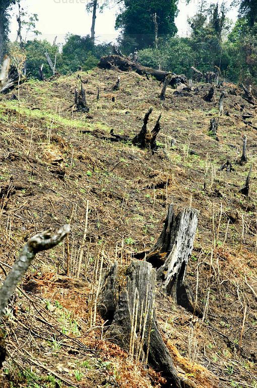 Deforestación
