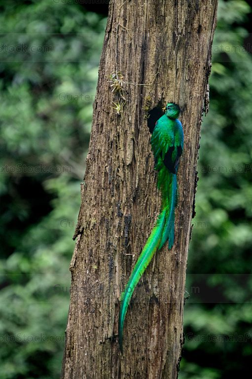 Quetzal en el Mirador Rey Tepepul