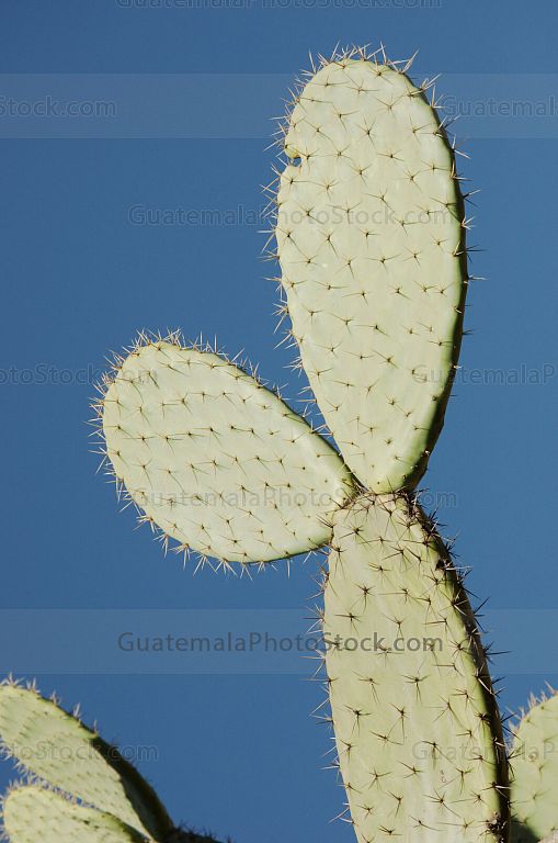 Nopal (Opontia) en el Sitio Arqueológico Teotihuacan, MX