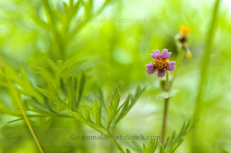 Flor