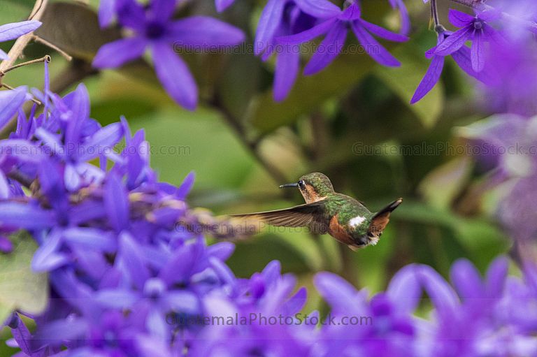 Colibri frente a planta de nazareno