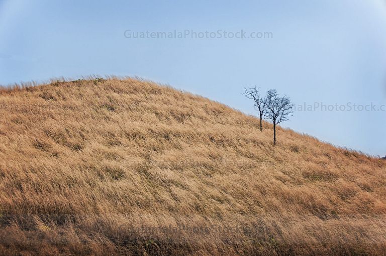 Cerro