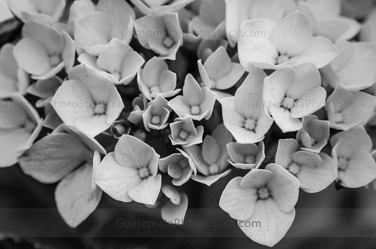 Flores silvestres