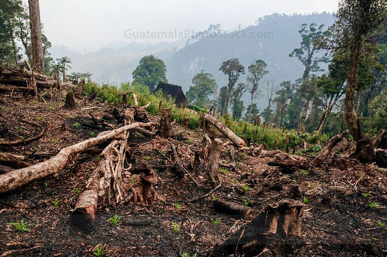 Deforestación en la Sierra de Yalijux